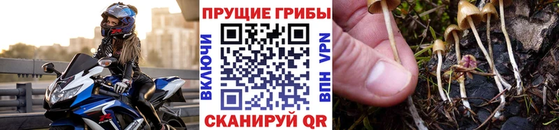 Псилоцибиновые грибы Cubensis  магазин  наркотиков  Чистополь 